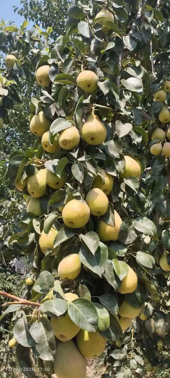 داخل بافت شهری 750 سند ششدانگ