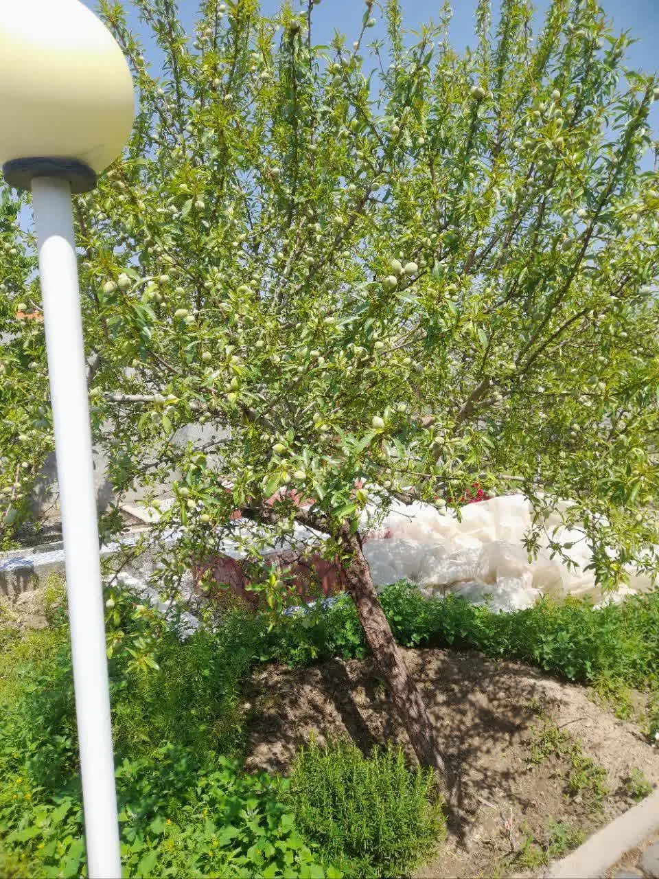 باغسرا