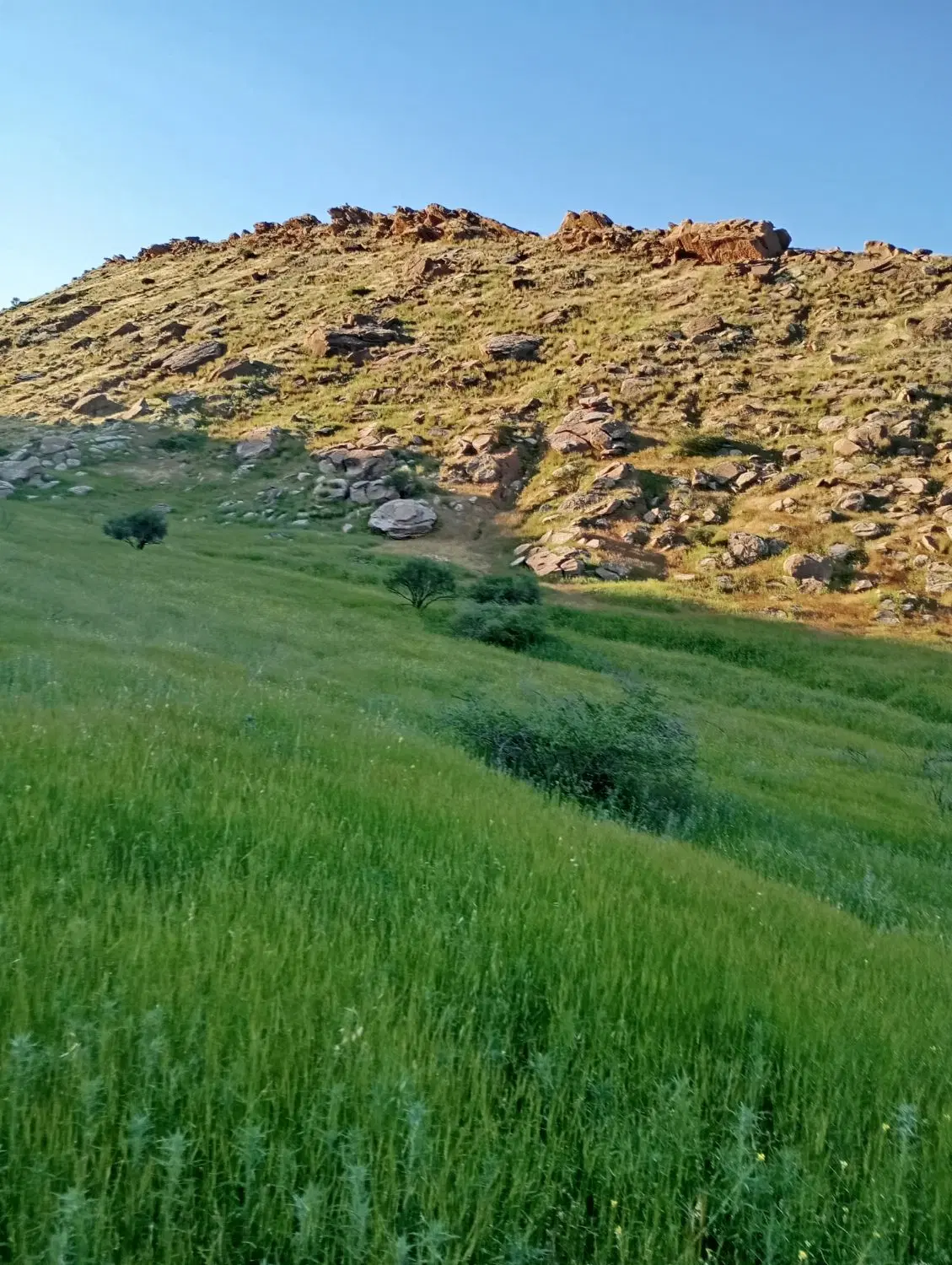 گاوداری بومی