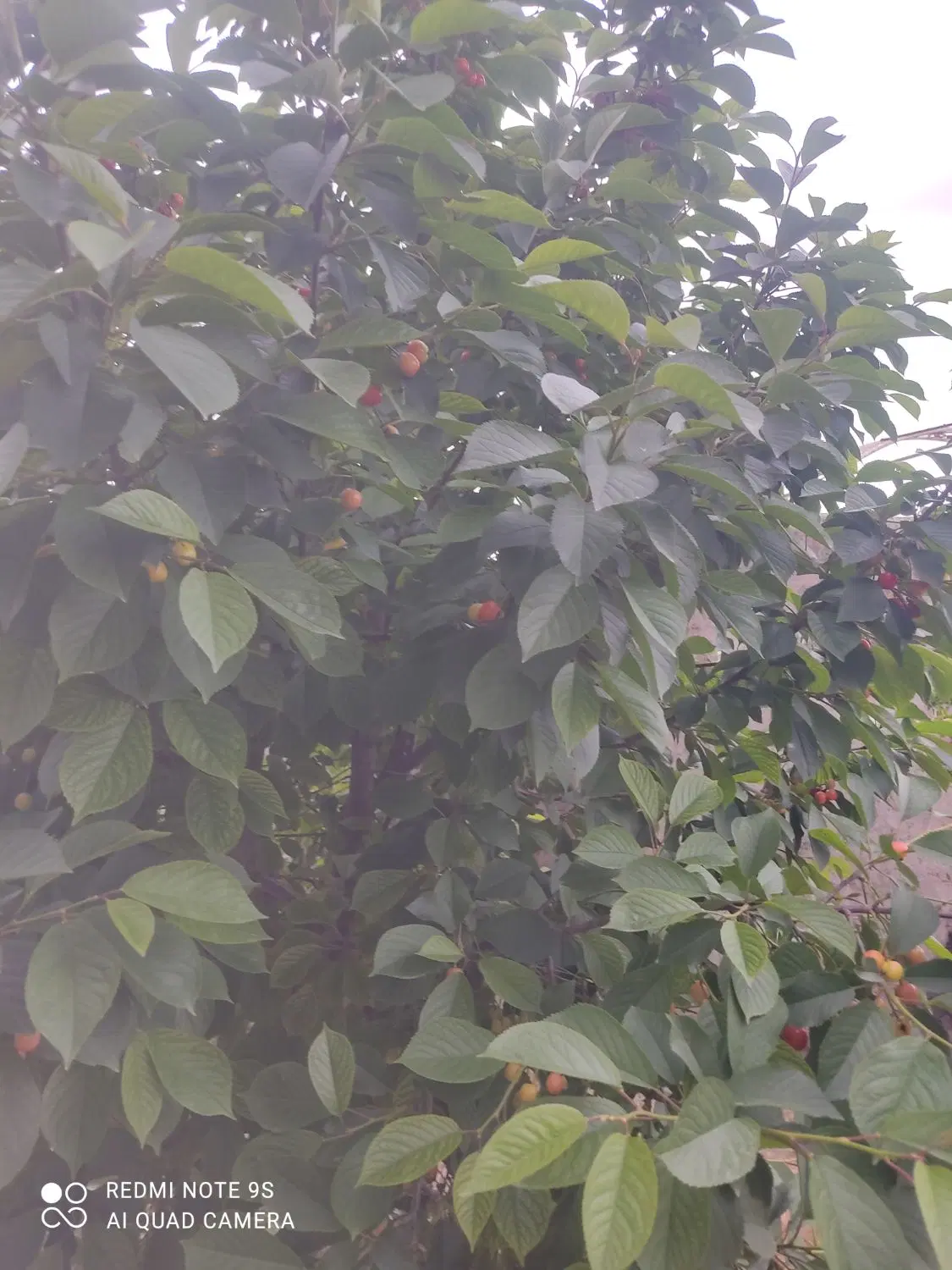 باغچه 400متری چهار دیواری