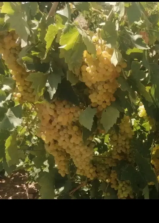 باغ بادام و انگور