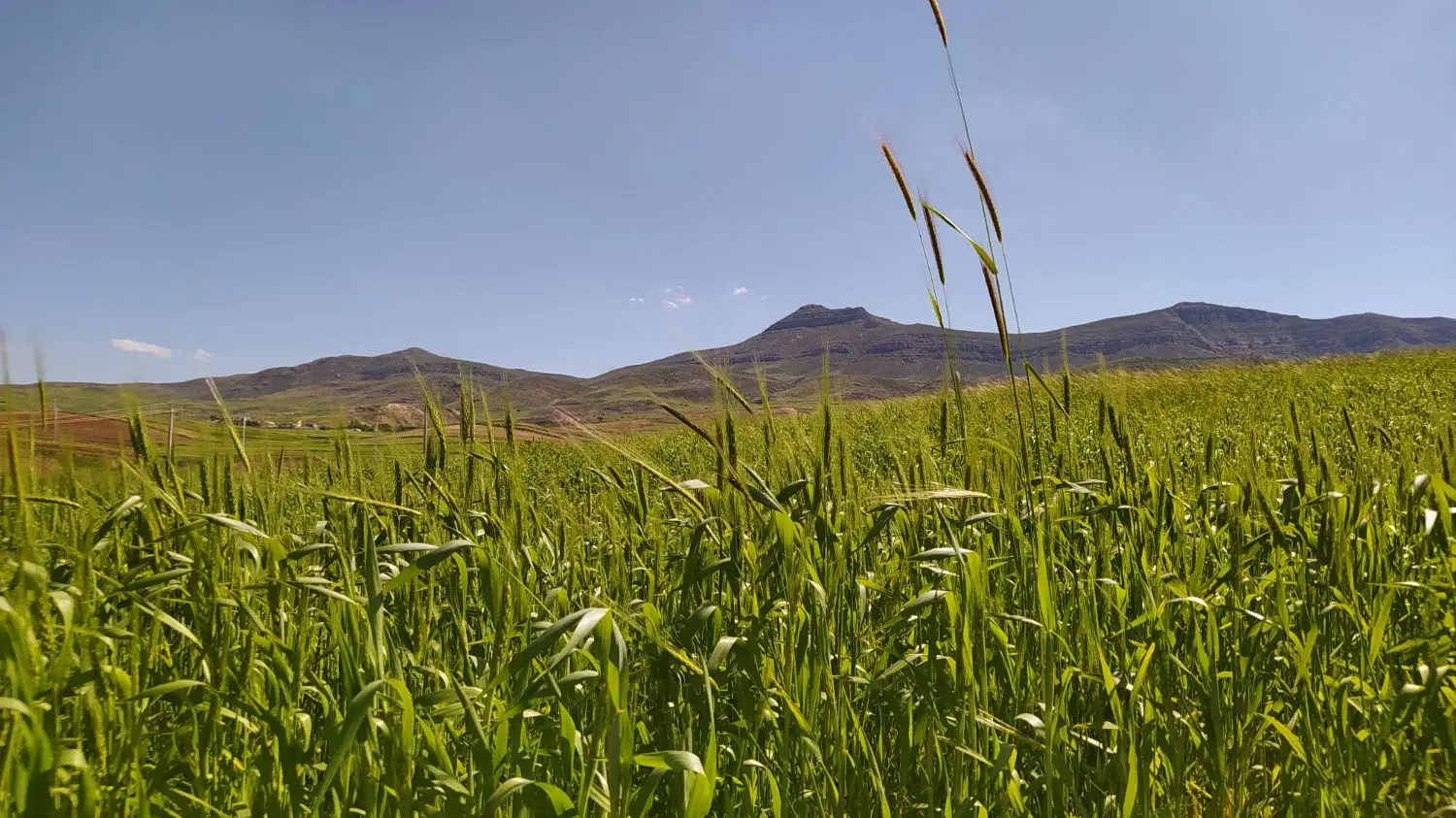 زمین کشاورزی دیم
