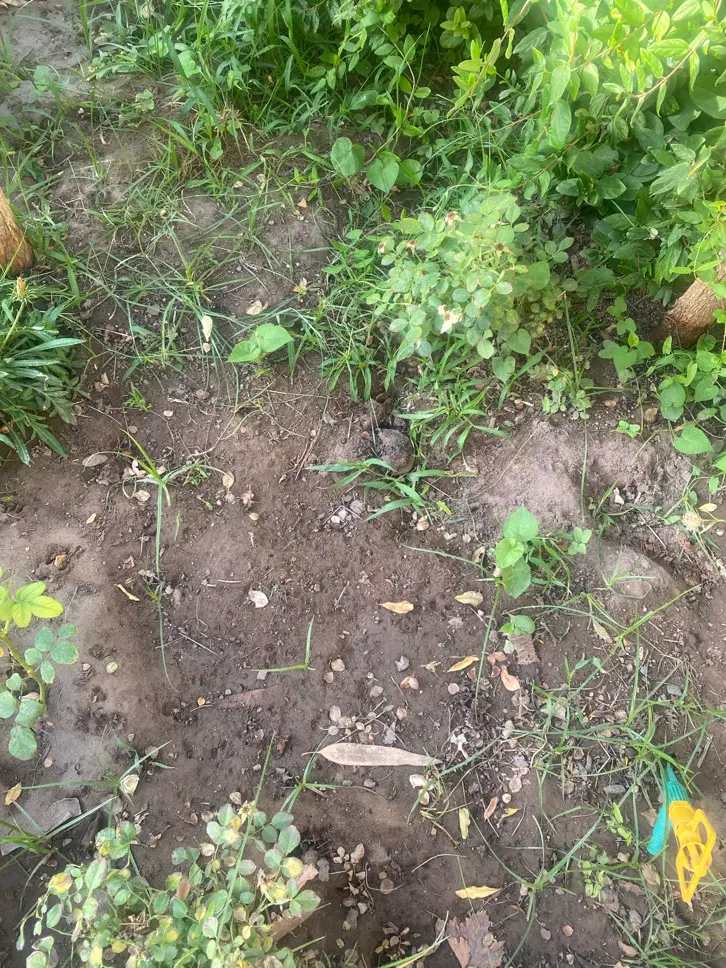 ۱۵قصب زمین واقع در روستای سرچشمه