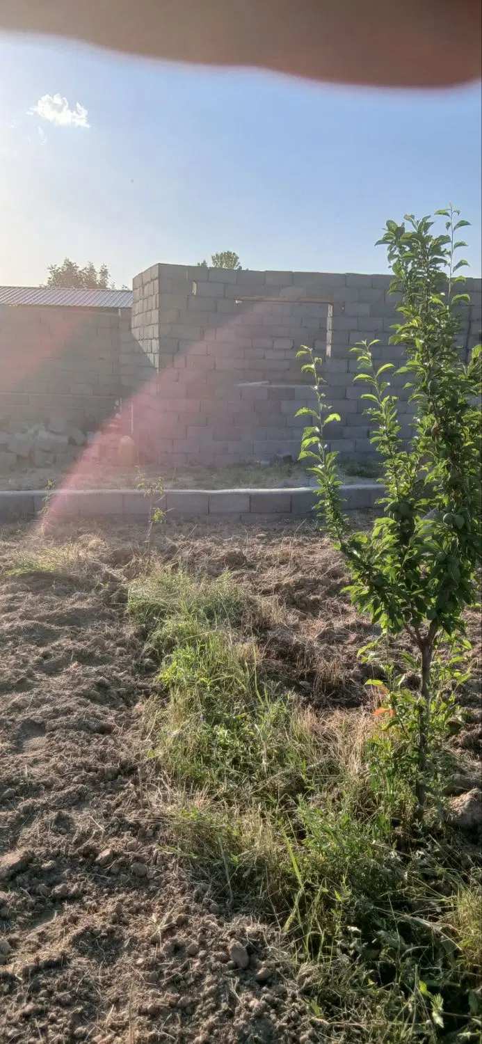 زمین کشاورزی واقع درتازه کند فاصله ازآسفالت 500متر