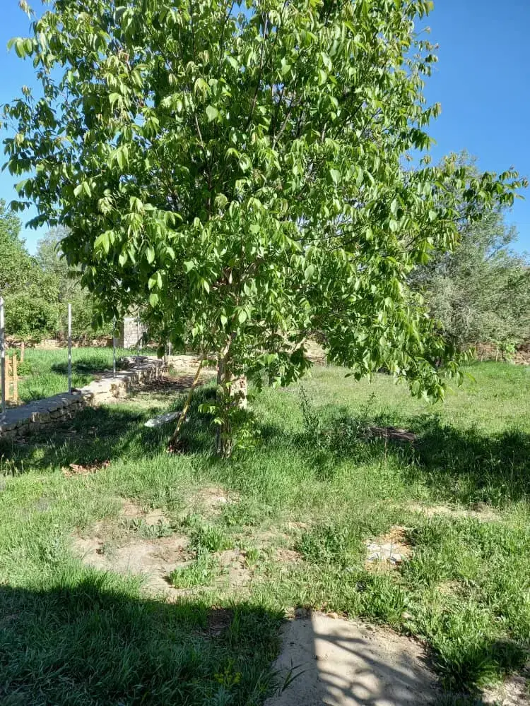 باغ قیمت مناسب ، ورکانه