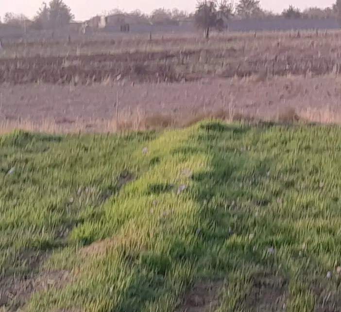 زمین زعفران ۳۳۵ متر در صومعه