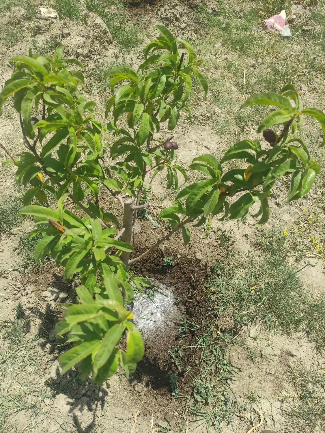 باغ چهار دیواری باچاه آب امیرآباد