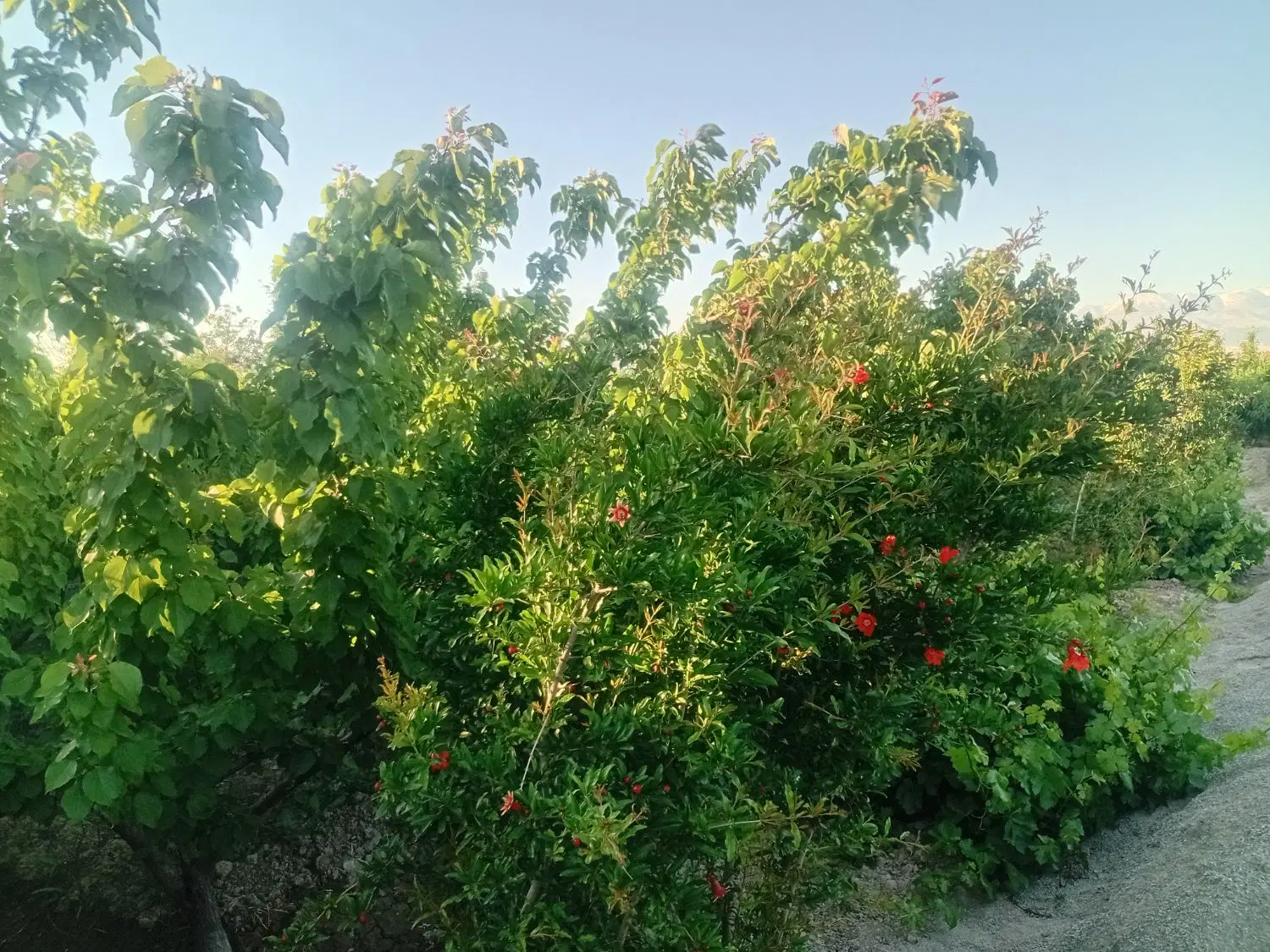 باغچه ۷۰۰ متری دهشاد بالا