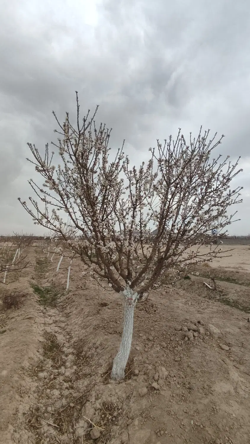 فروش باغ تهاتر با آپارتمان و خودرو