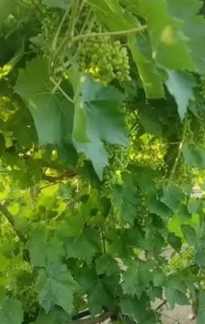 باغ انگور سند تک برگ