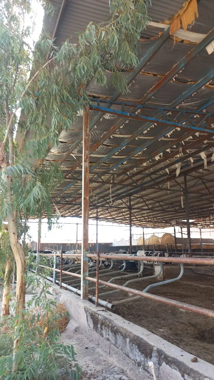 گاوداری ۵۰ راسی شهرک لبن