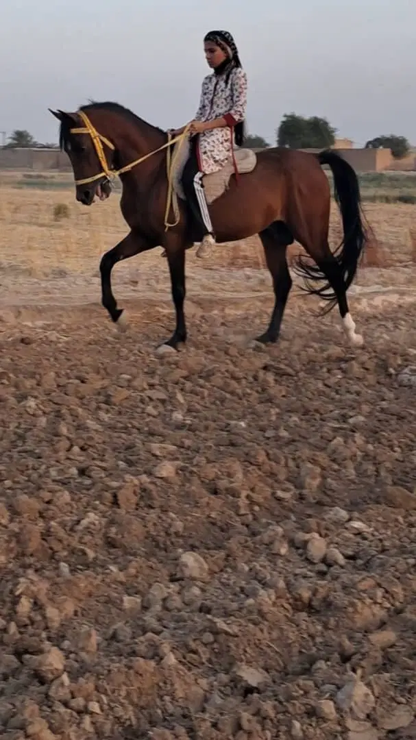 زمین ساحلی