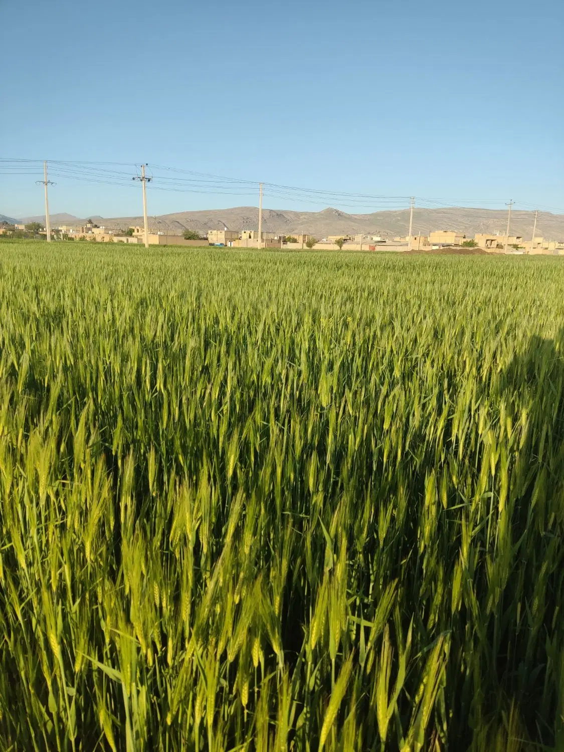 زمین مسکونی