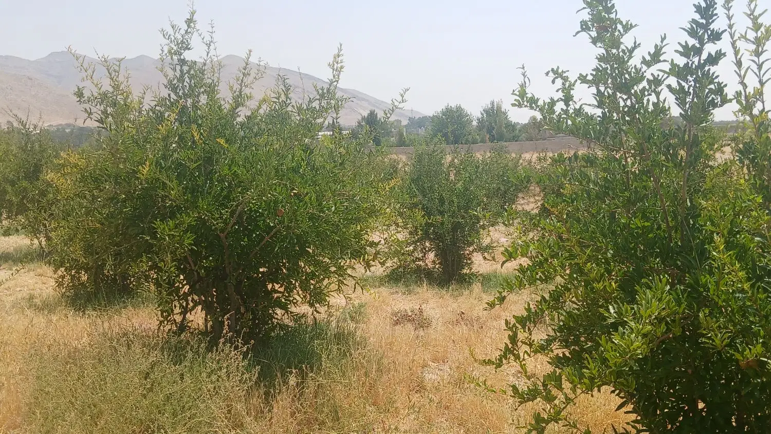 باغ انار