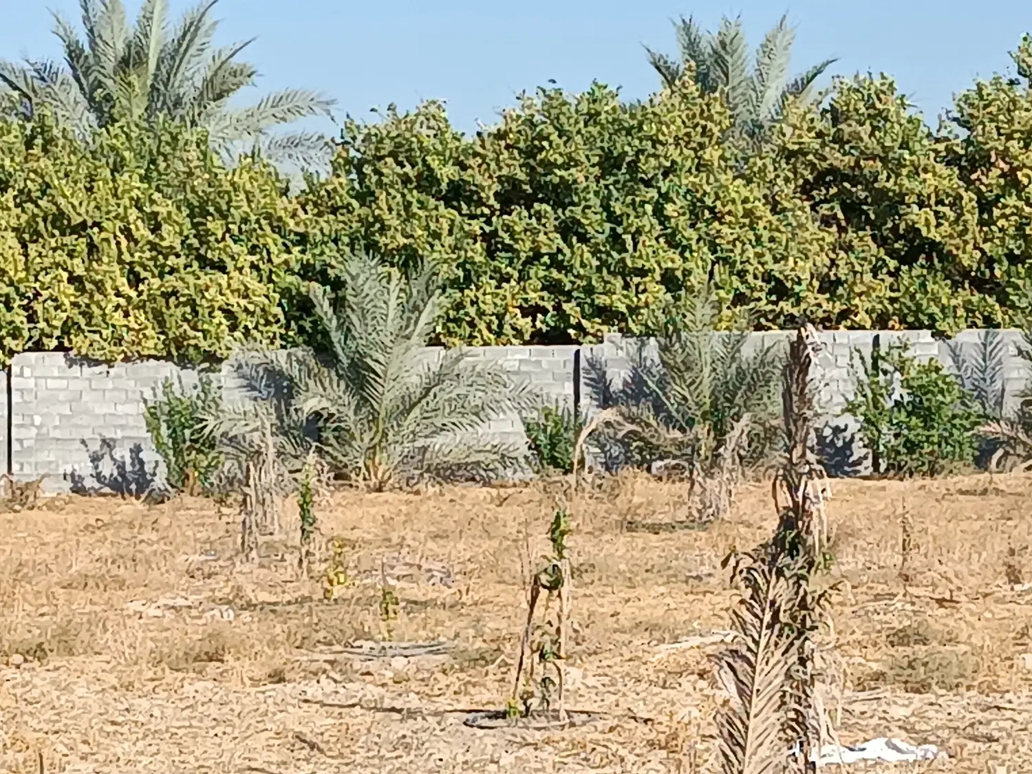 فروش زمین باغی با دیواروسند وآب