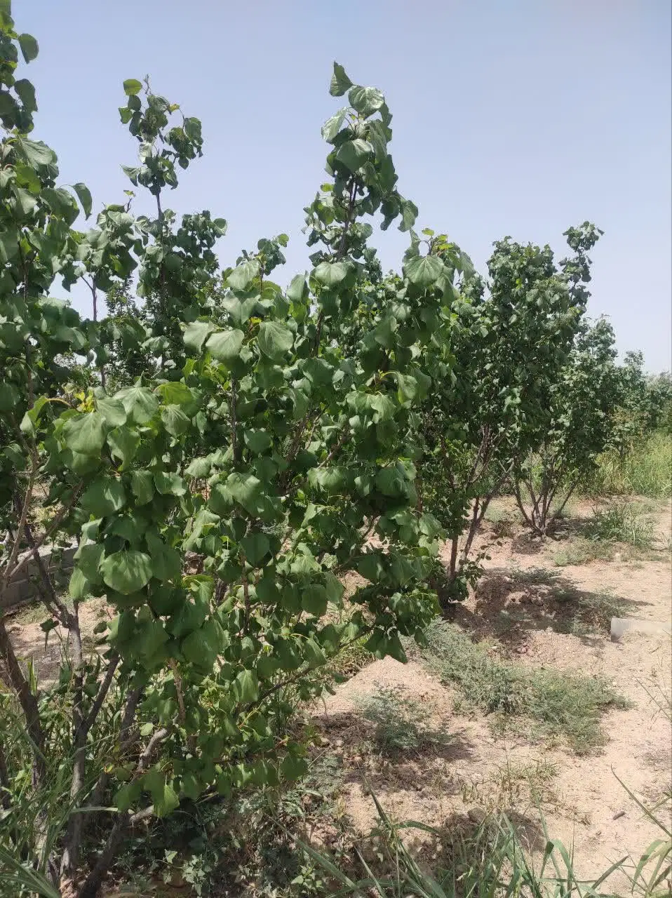 باغ ۵۰۰ متری در الوسجرد