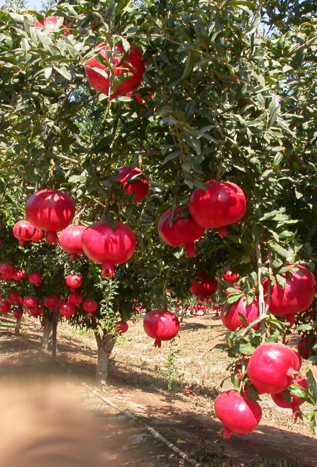 فروش چهار دیواری با درختان میوه ده ساله