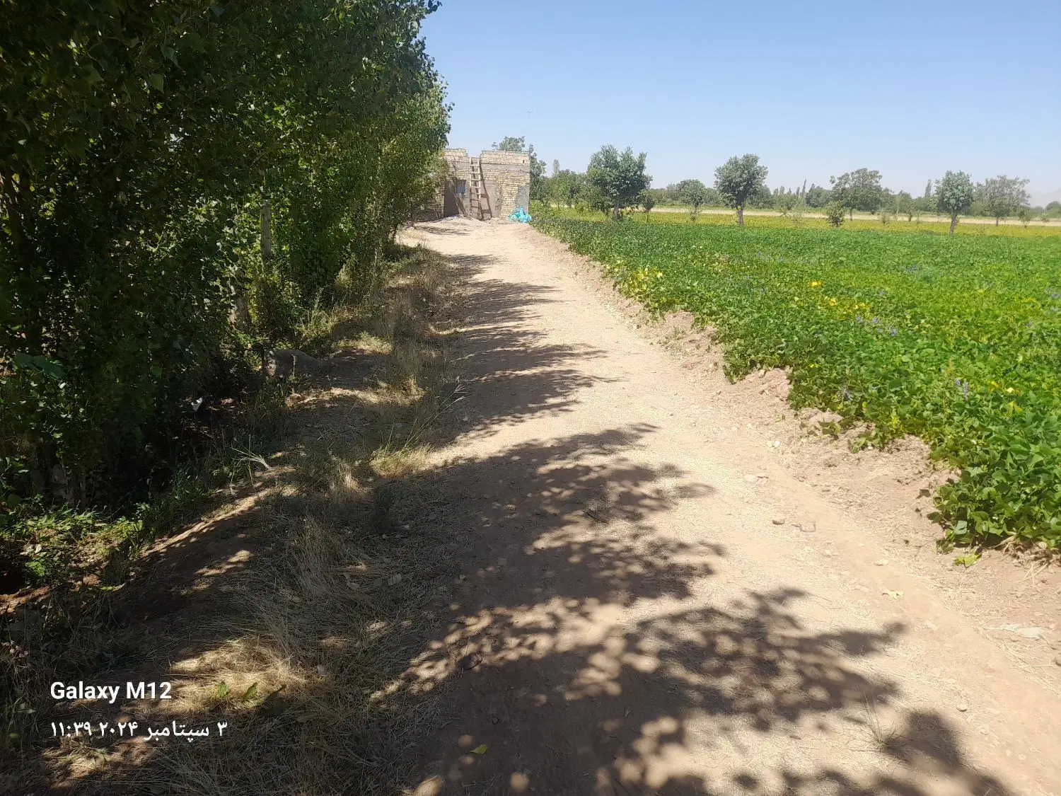 زمین کشاورزی آبی