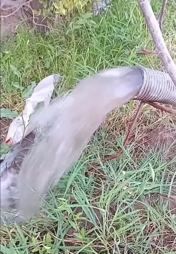 ملک