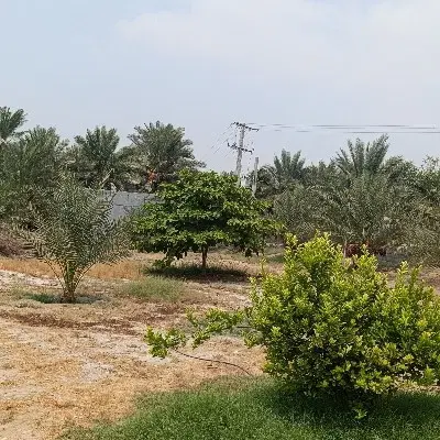 3400متر باغ زمین در قلعه قاضی