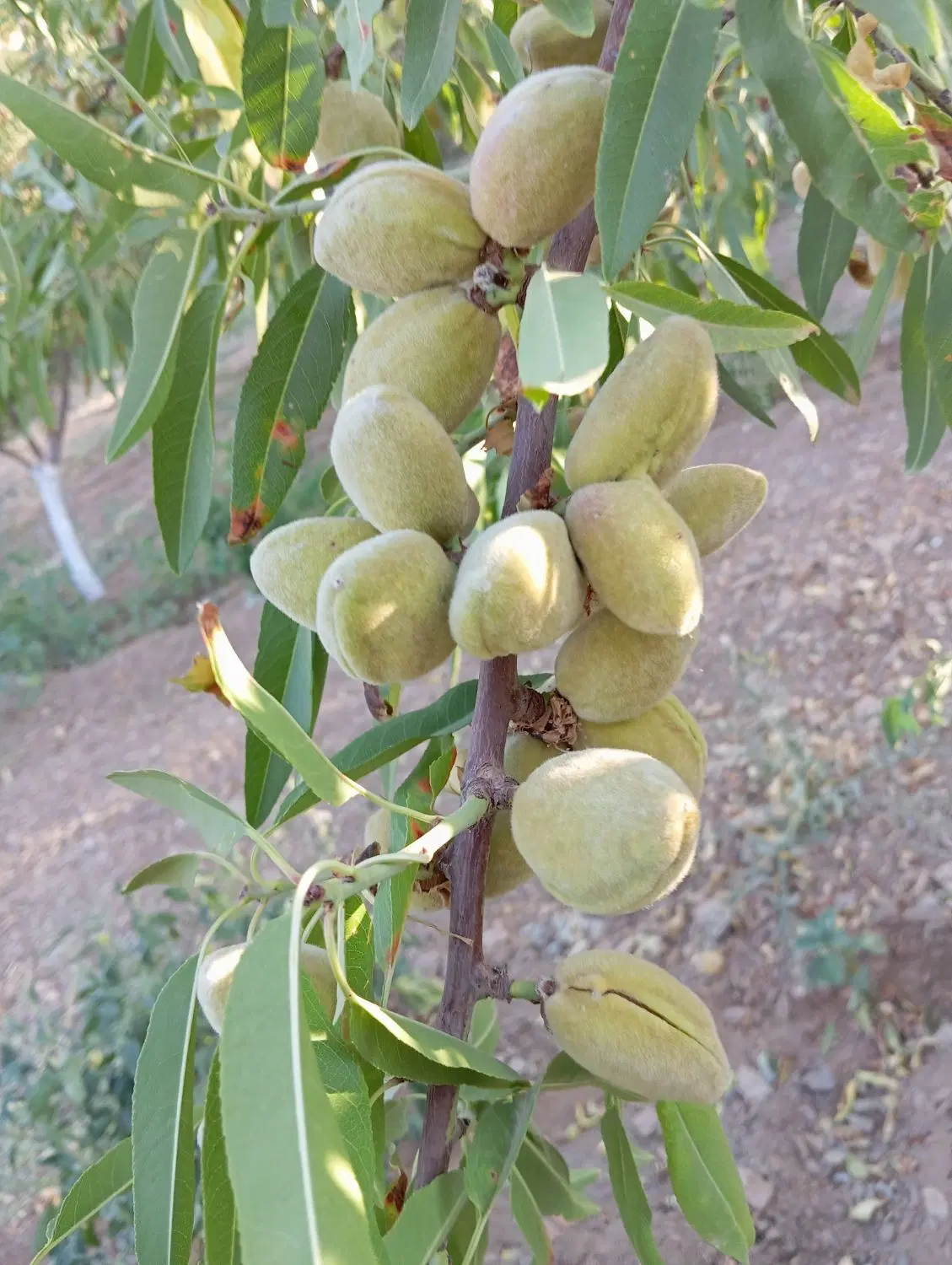 زمین حسن آباد.