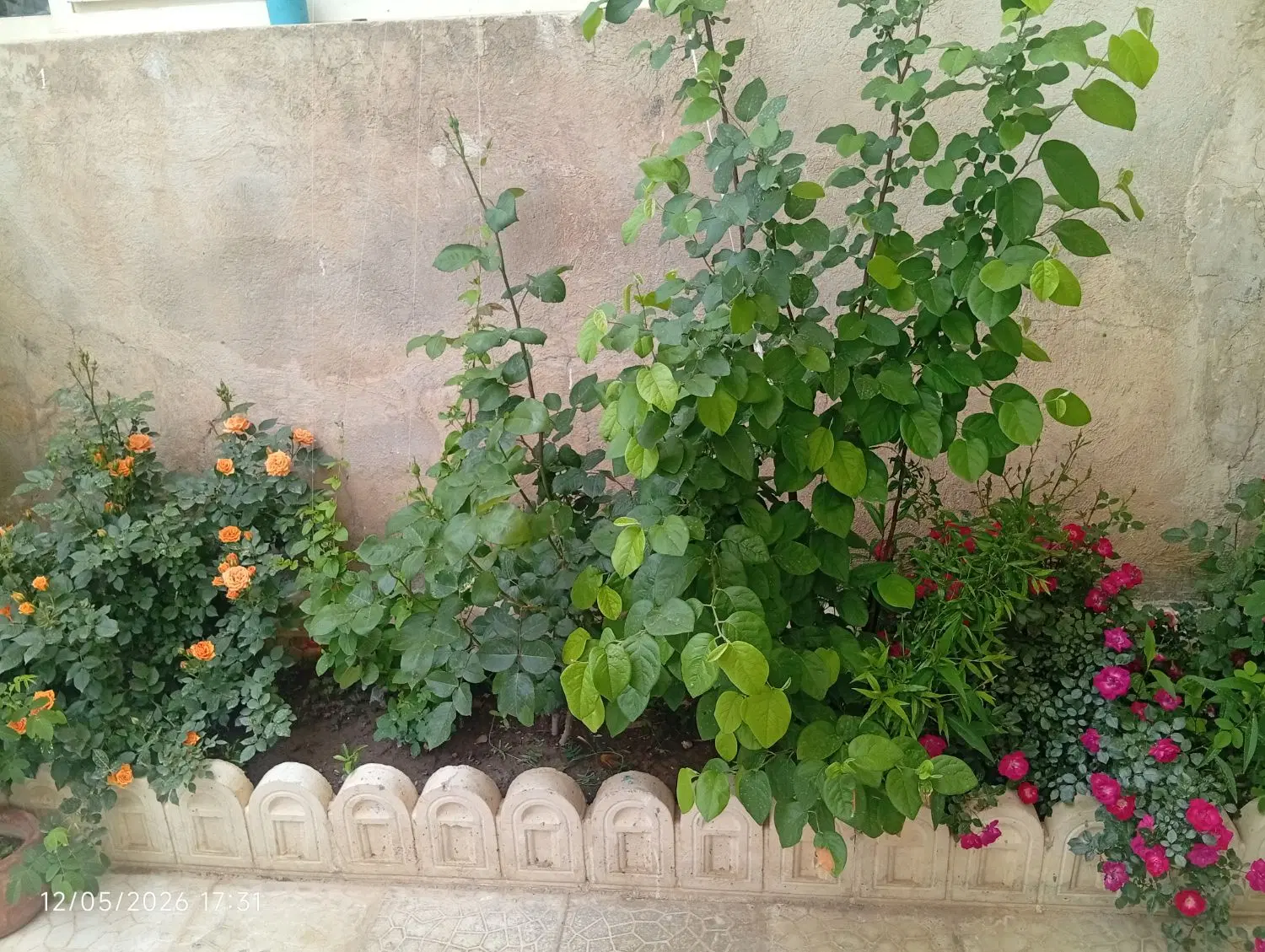 فروش زمین حسن اباد