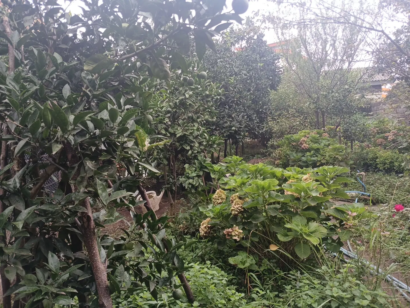 زمین سند دار 1500 متری