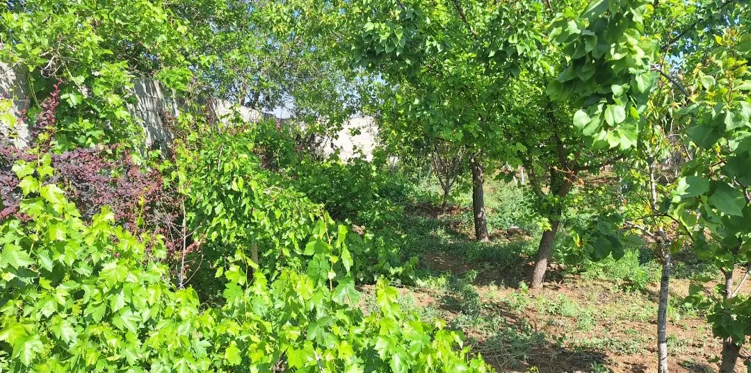 باغچه چهار دیواری