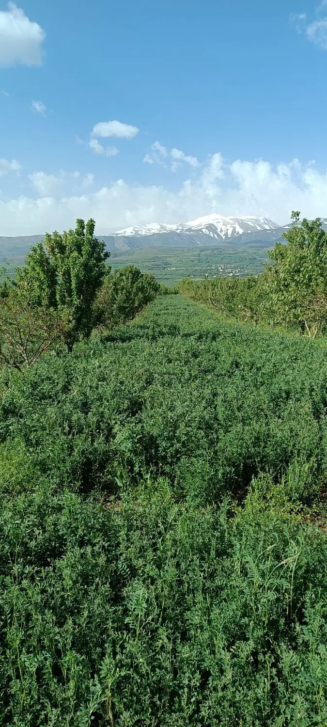فروش یونجه