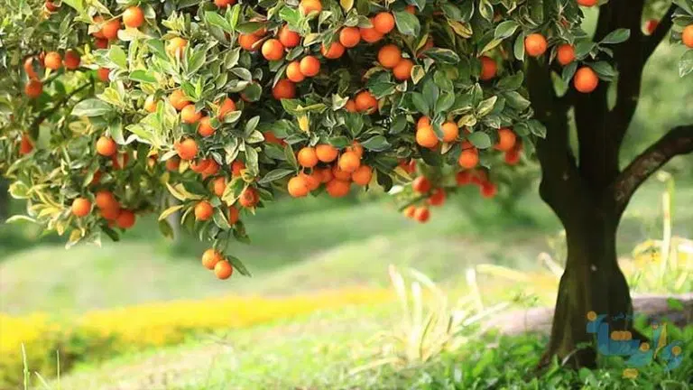 ۳۳۰ متر زمین مسکونی شیرگاه