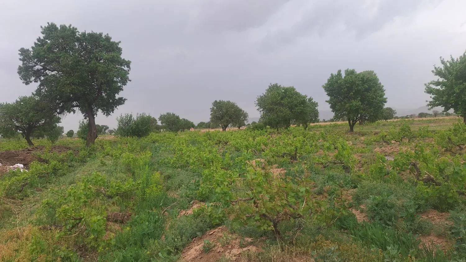 فروش باغ انگور سرحال