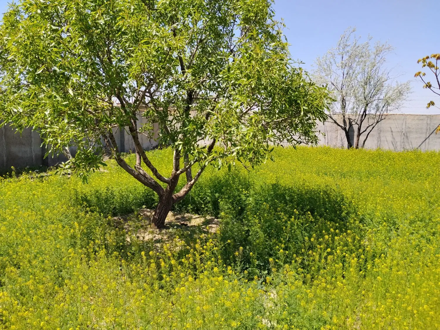 زمین باغ گلمکان مجتمع فرهنگیان الغدیر