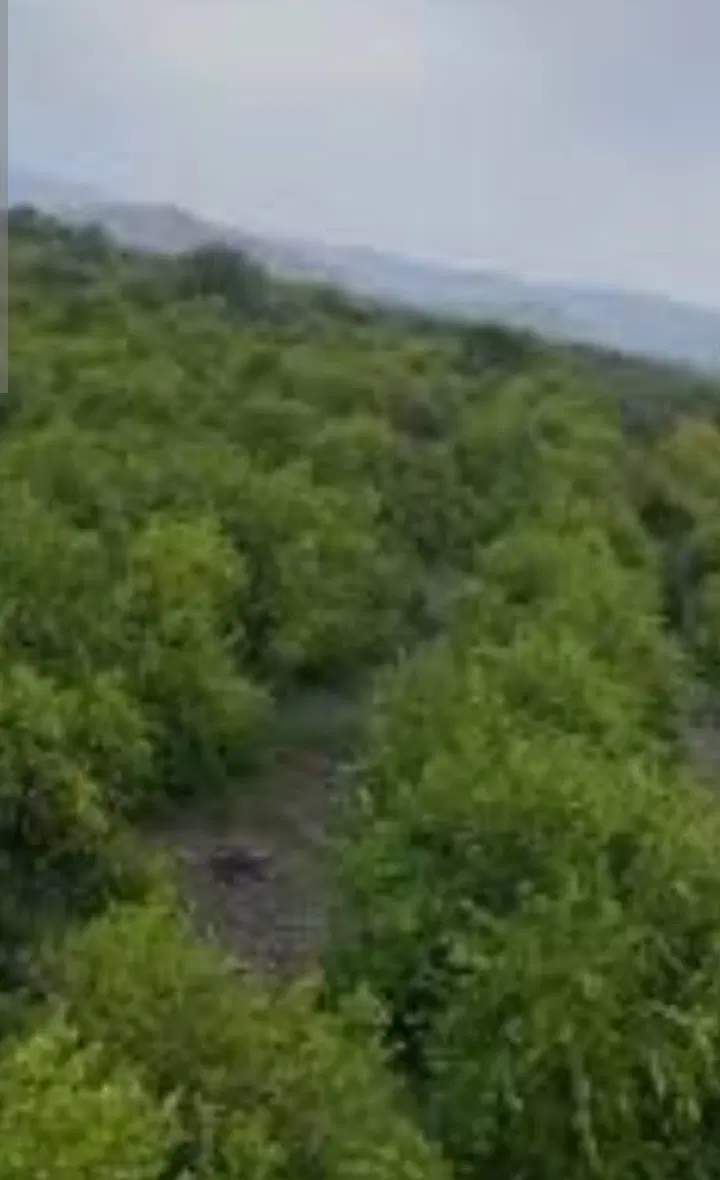 زمین باغی رودان