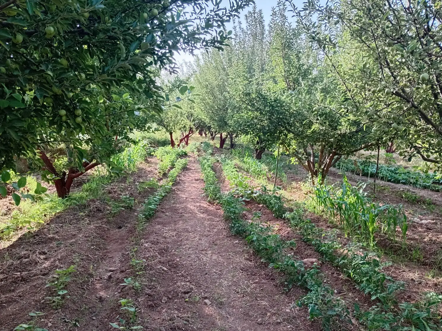 باغچه براسفالت  با ساخت