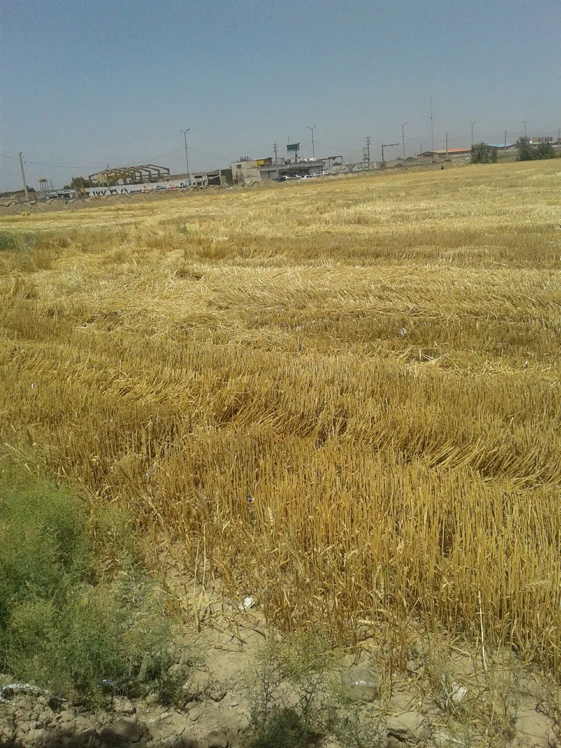 زمین سند تک برگ