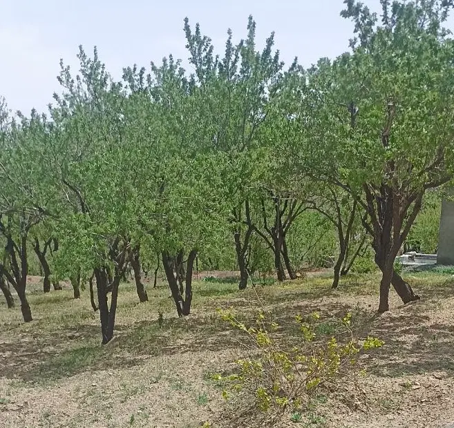 زمین باغی 600 متری بادام تفریجان