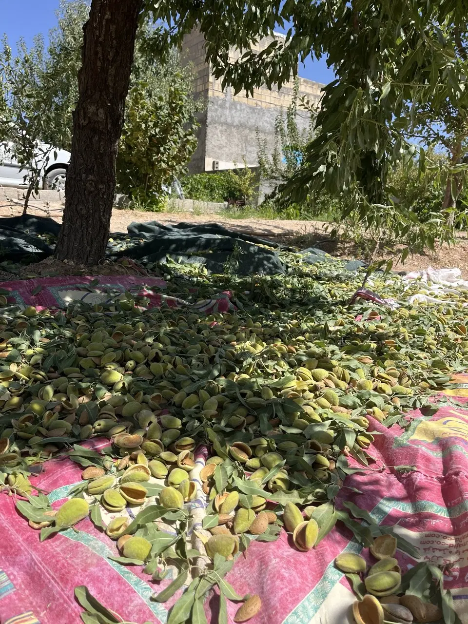مزارع باغ فروشی