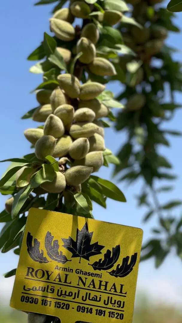فروش زمین بادام