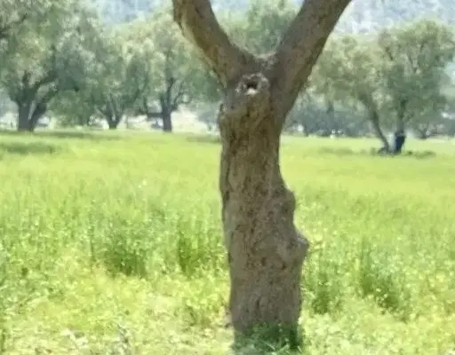فروش زمین بلوار اتحاد