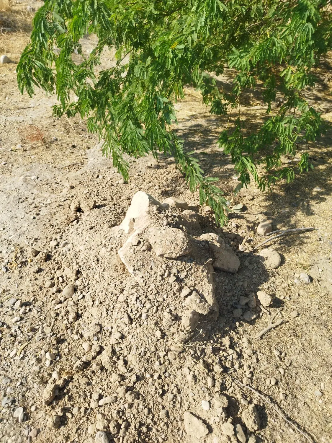 زمین نهضت ملی