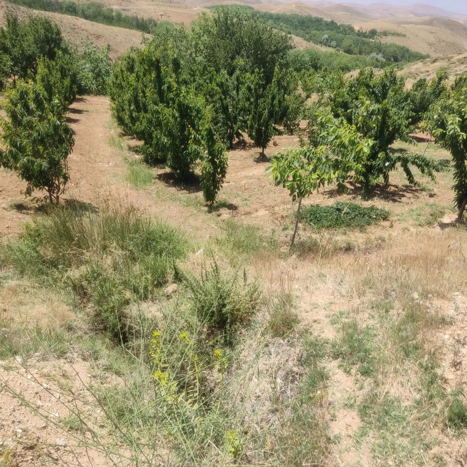 یک قطعه باغ در چاه کد خدامامونیه