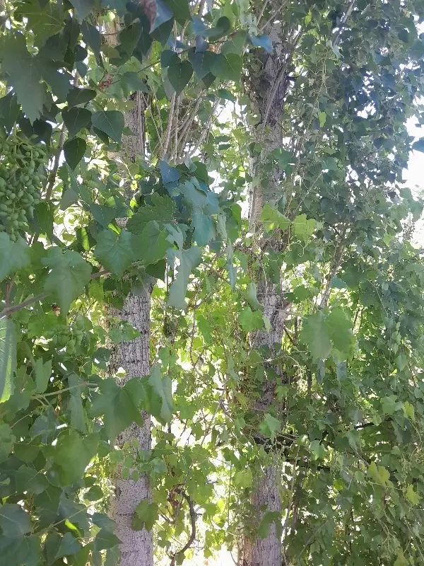 باغ میوه اجاره میکنم،