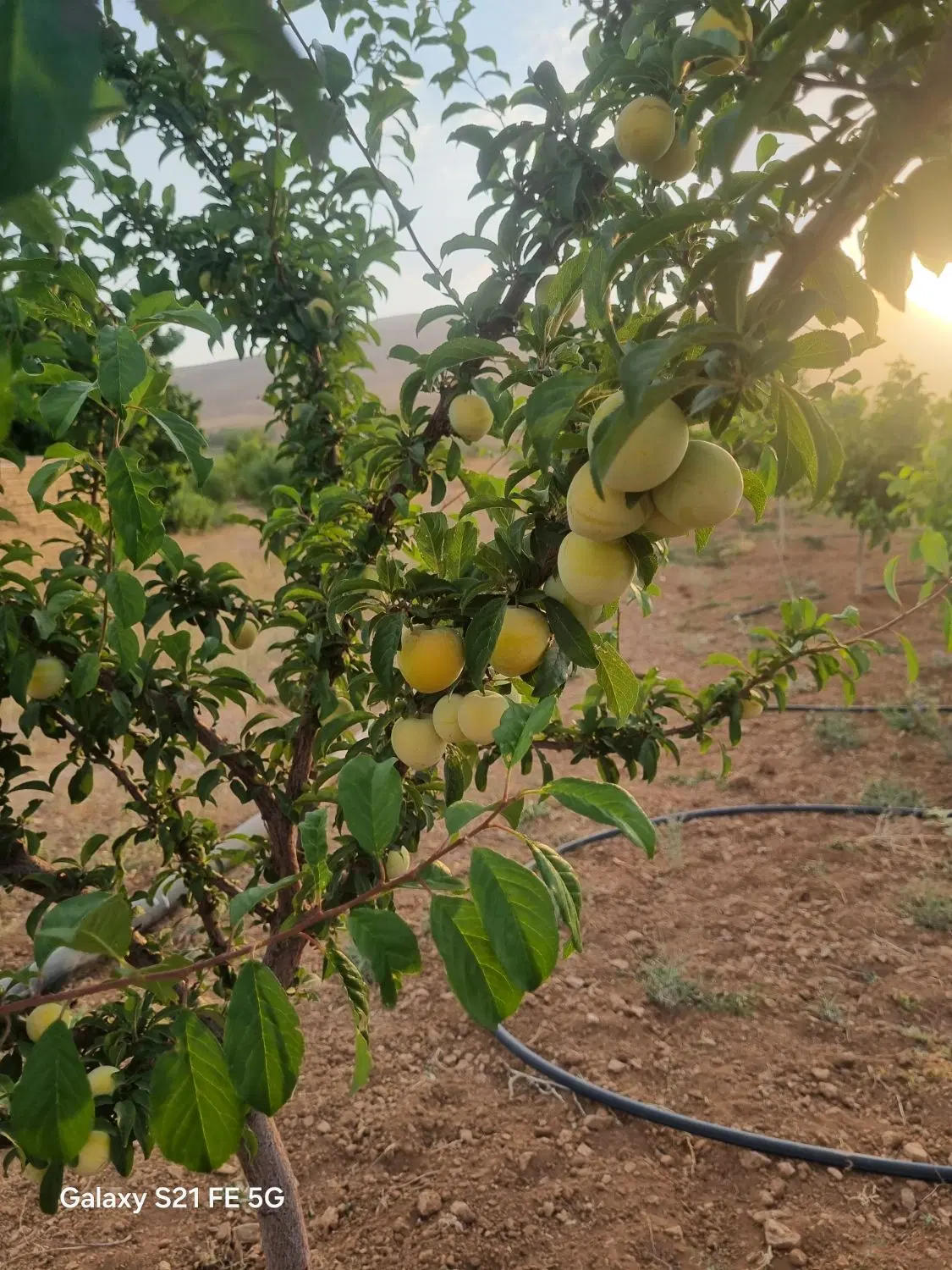 فروش کشاورزی با سند مشاع