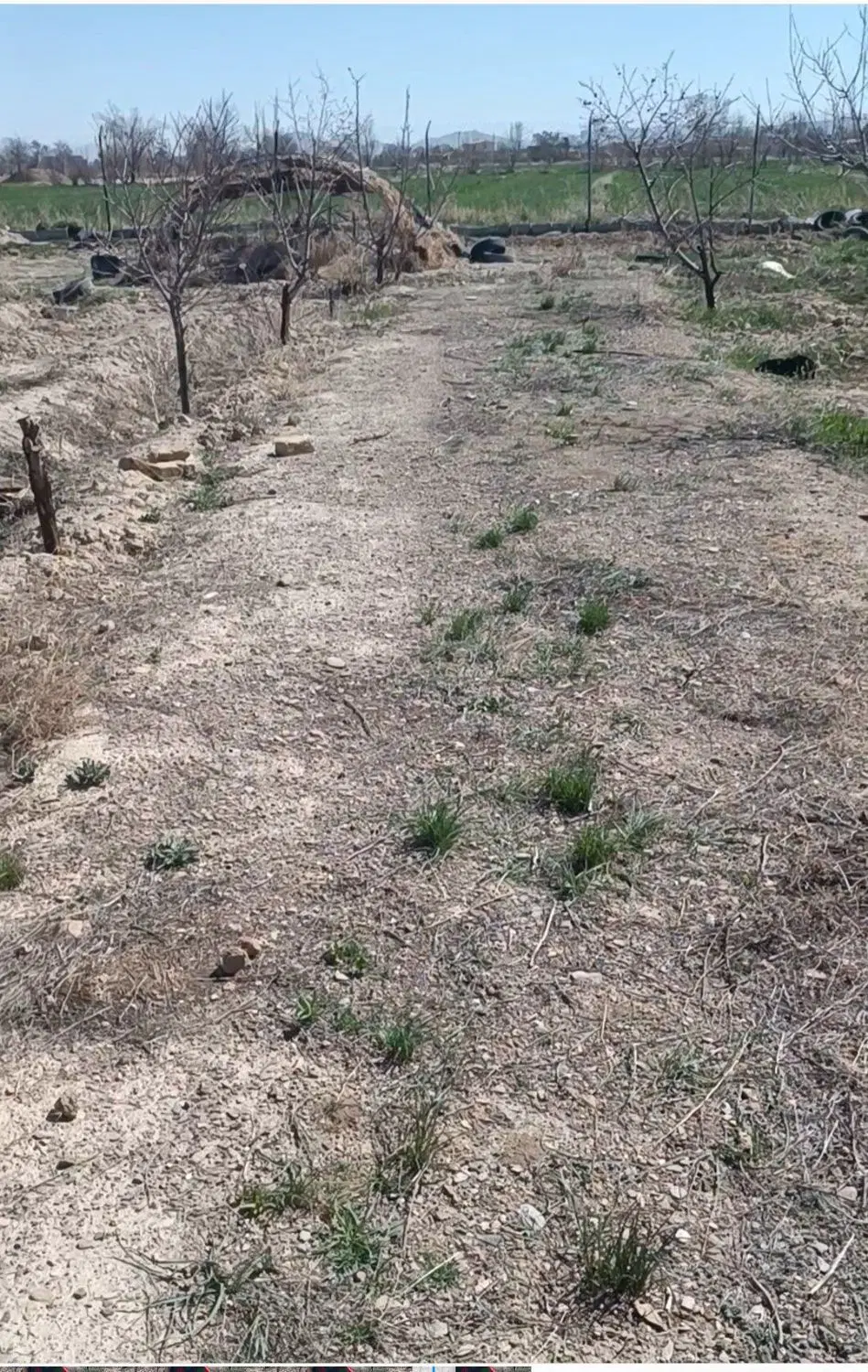 باغ در سراور
