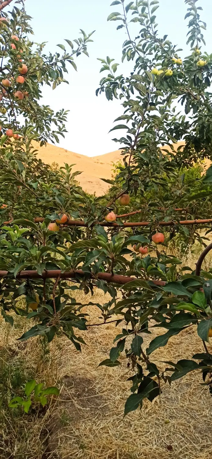 باغ فروشی ۵۰۰ متری