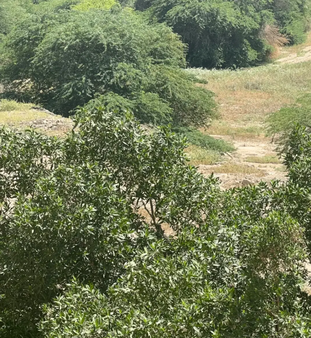 زمین باغ ویلا