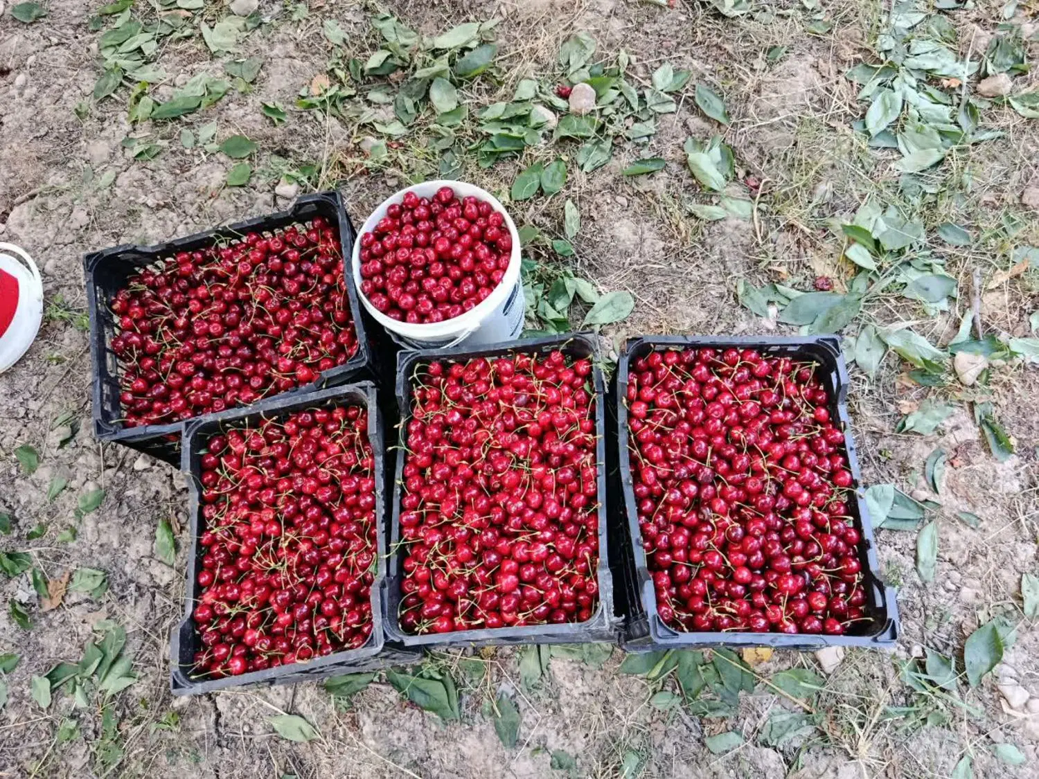 باغ فروشی روستای زوارم ب متراژ هفتصد متر مربع