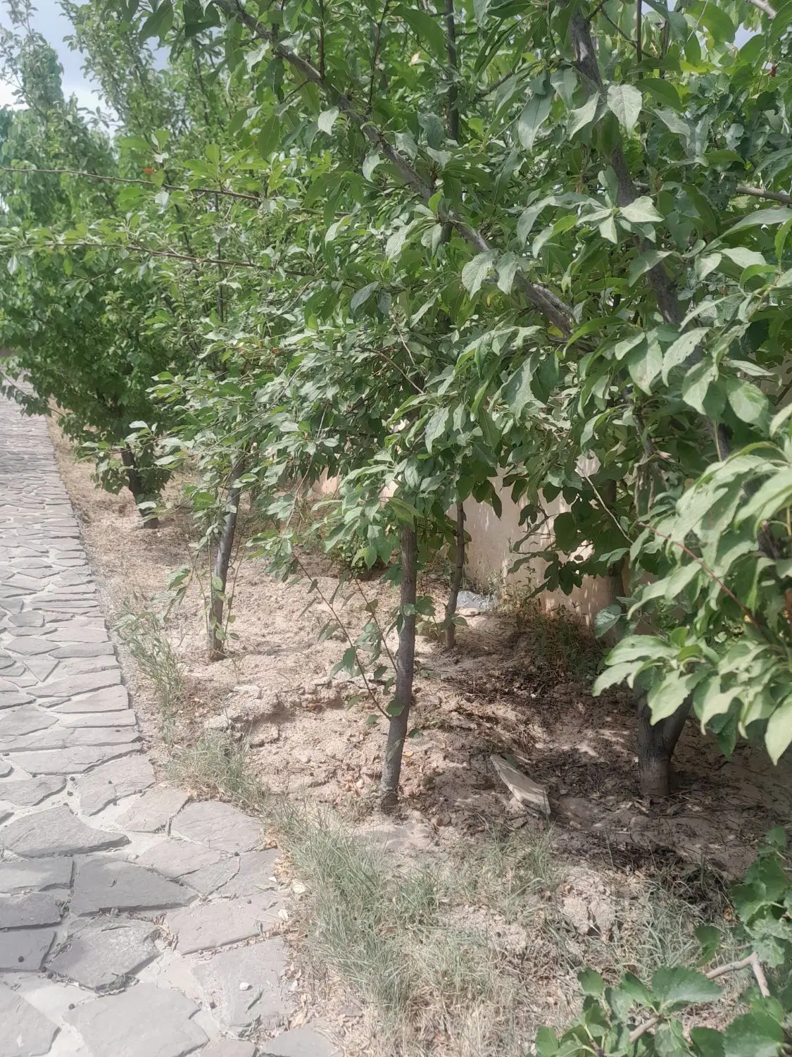 وادان فروش زمین