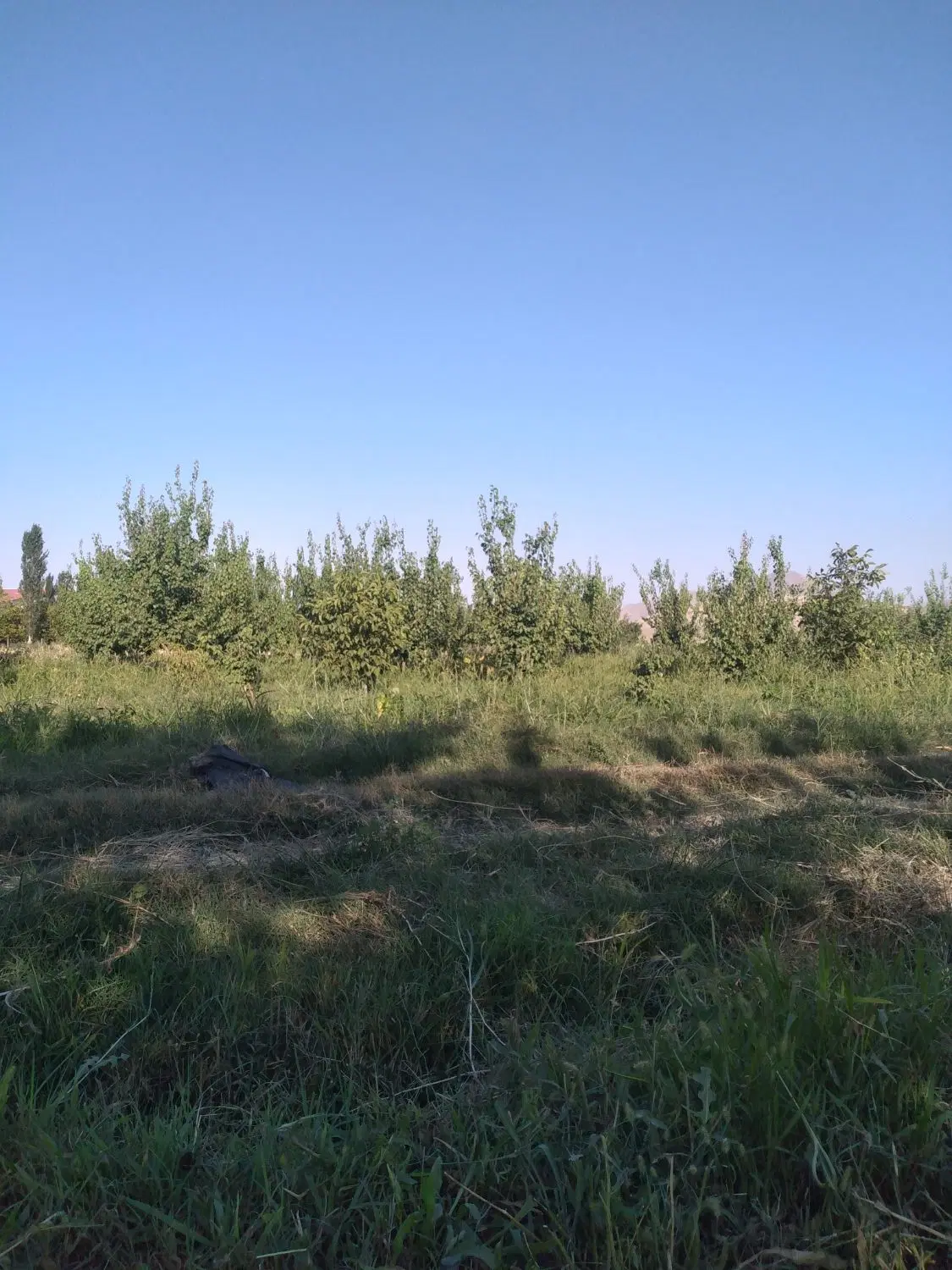 باغ ویلایی