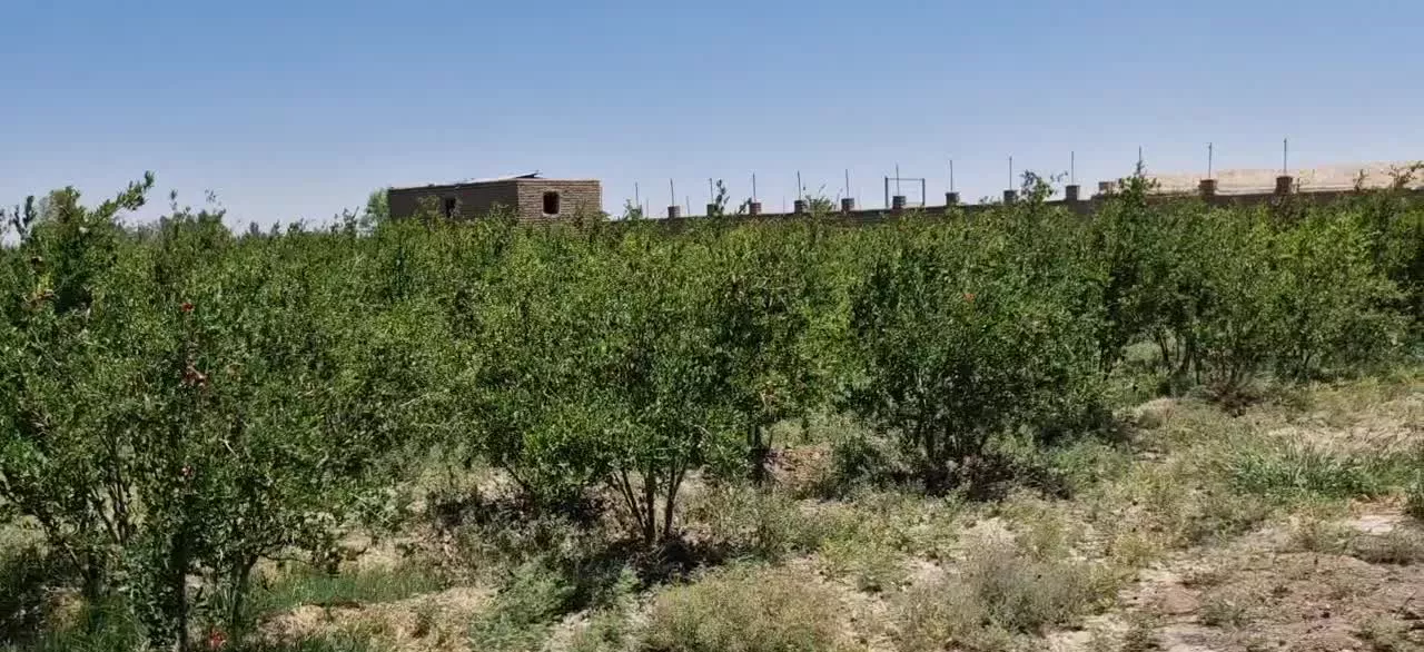 باغ انار مثمر با درختان ۷ ساله بار ده